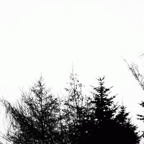 Arbre : Parmi les Arbres Noirs